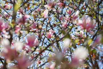 Garden in spring time. Close up of pink magnolia blossoms. Spring floral background with magnolia flowers. Blooming Magnolia tree. Selective focus. Concept of beautiful background.