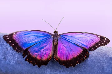 Foto auf Acrylglas Antireflex Blue Morpho, Morpho peleides, big butterfly sitting on green leaves, beautiful insect in the nature habitat © blackdiamond67