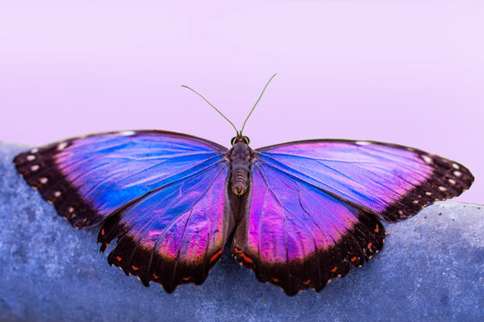 Purple Butterfly Background Images – Browse 64,106 Stock Photos, Vectors,  and Video | Adobe Stock