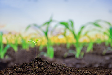 Young green sprout with water drop growing out from soil