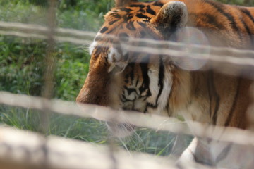 Tiger, tigre, caged tiger, tigre en jaula, enjaulado