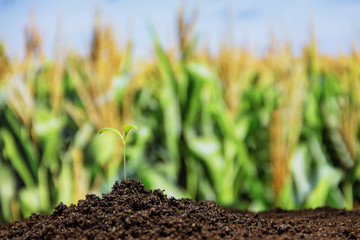 Young green sprout with water drop growing out from soil on background corn