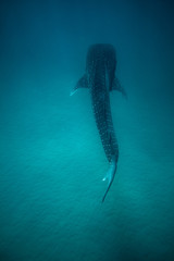 Obraz premium Whale Shark