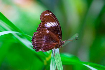 Obraz na płótnie Canvas Closeup beautiful butterfly in a summer garden