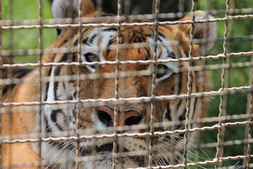 Tiger, tigre, caged tiger, tigre en jaula, enjaulado
