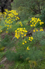 Plants of Ferula linkii in flower at Inagua. The Nublo Rural Park. Aldea de San Nicolas de Tolentino. Gran Canaria. Canary Islands. Spain.