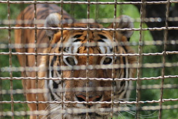 Tiger, tigre, caged tiger, tigre en jaula, enjaulado