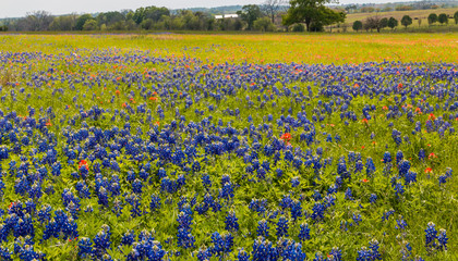 Field of Blue Bonnets and Indian Paint Brushes in Bloom, Washington County, Texas, USA © Billy McDonald