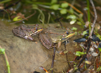 Perez's frogs Pelophylax perezi. La Lajilla. The Nublo Rural Park. Aldea de San Nicolas de Tolentino. Gran Canaria. Canary Islands. Spain.