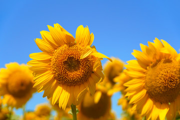 Sunflower against the blue sky. Blooming sunflower close-up.