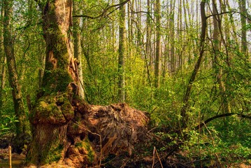 Obraz premium grüner Wald zur goldenen Stunde, magisch.