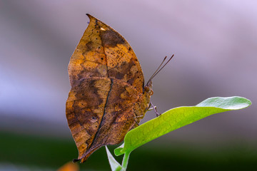 Obraz premium Dead leaf butterfly , Kallima inachus, aka Indian leafwing, standing wings folded on a bamboo branch, dead leaf imitation.