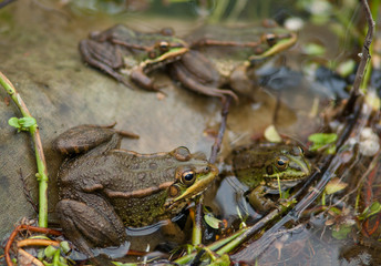 Perez's frogs Pelophylax perezi in a pond. La Lajilla. The Nublo Rural Park. Aldea de San Nicolas de Tolentino. Gran Canaria. Canary Islands. Spain.