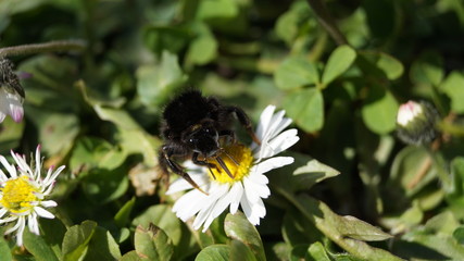 Hummel saugt Nektar aus Gänseblümchen