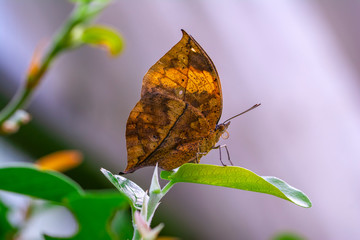 Obraz premium Dead leaf butterfly , Kallima inachus, aka Indian leafwing, standing wings folded on a bamboo branch, dead leaf imitation.
