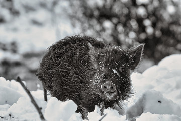 Piglet foraging in the snow