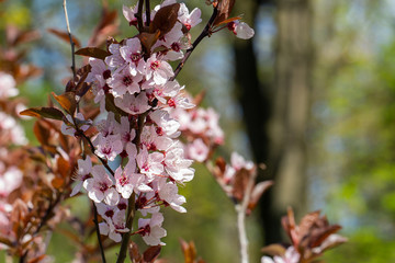 Garden in spring time. Closeup view of cherry or apple blossom. Little green leaves and white flowers of cherry tree. Concept of beautiful background. wallpaper
