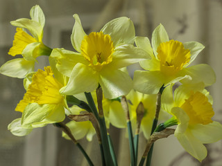 beautiful yellow daffodils in a bouquet 