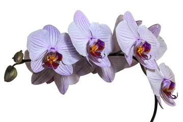 striped white and purple Orchid on a white background
