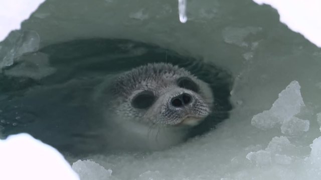 Young seal in an ice hole on the ice of the arctic sea.