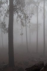Fototapeta na wymiar Forest of Canary Island pine Pinus canariensis in the fog. Integral Natural Reserve of Inagua. Gran Canaria. Canary Islands. Spain.