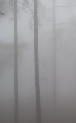 Fototapeta na wymiar Forest of Canary Island pine Pinus canariensis in the fog. Integral Natural Reserve of Inagua. Gran Canaria. Canary Islands. Spain.