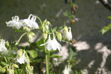 Colorful pastel columbine granny's bonnet spring wildflowers