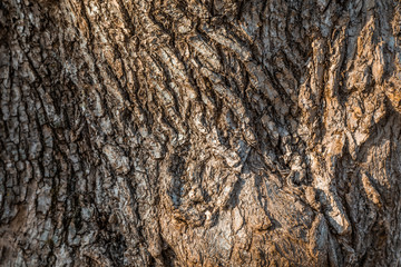 A fragment of the old tree 's bark texture.