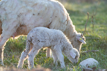 Naklejka na ściany i meble spring background of cute little lamb and sheep grazing