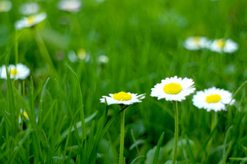 Little flowers closeup on blurred grass background