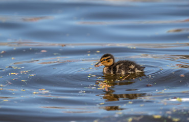 duck in the water