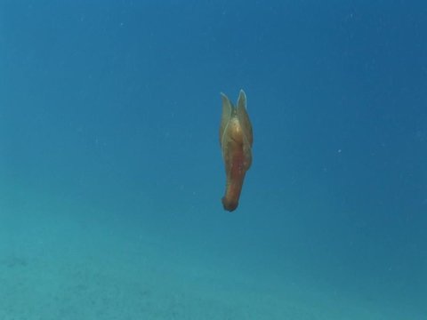 Spanish dancer (Hexabranchus sanguineus) underwater ocean scenery in blue water