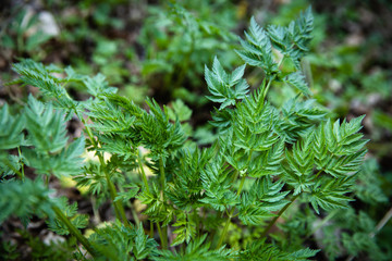 Wildflower named Poison Hemlock green and fresh growing in nature close up stock photo