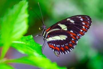 Closeup beautiful butterfly in a summer garden
