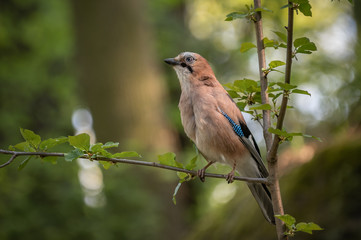 lilac breasted roller