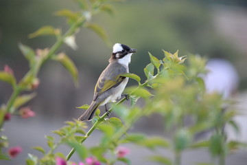 Obraz premium Bird on bush