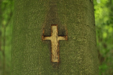 a holy cross carved in a tree bark