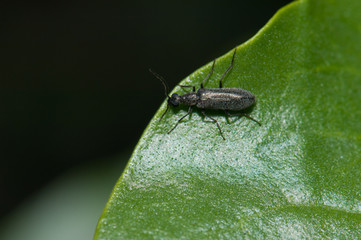 Leaf beetle Chrysomelidae on a leaf. Integral Natural Reserve of Inagua. Tejeda. Gran Canaria. Canary Islands. Spain.