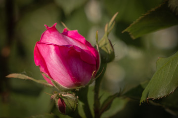 immagine in primo piano di rosa rosa su sfondo naturale verde