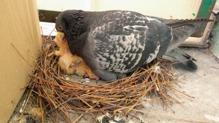 Male, father pigeon take care of two little newborn chicks in the nest on the balcony by feeds them by returning food from the esophagus , next to box.