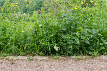 Path with lush growing wild plants in spring