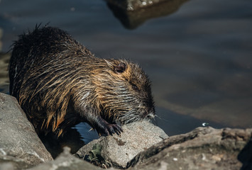 otter in the water
