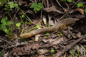 La couleuvre verte et jaune