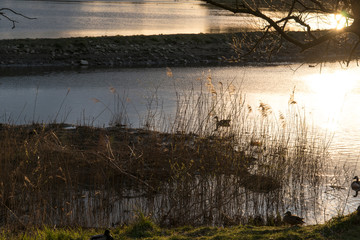 Abenddämmerung im Frühling am Obersee in Bielefeld, Ostwestfalen.