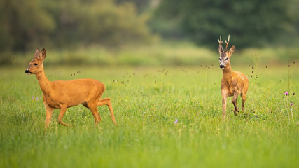 Pair of roe deer, capreolus capreolus, buck and doe in mating season in summer nature. Male animal running after female. Concept of chasing love. Wildlife scenery from nature.