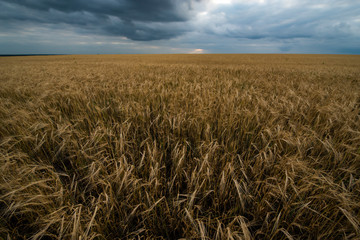 a field of Golden wheat with a stormy sky above it