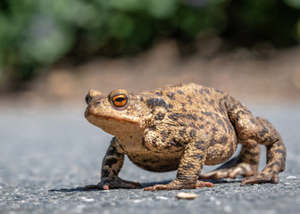 frog in the grass