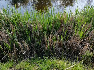 Canal banks with reefs in Senta