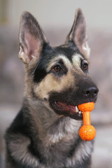 The portrait of a young East European Shepherd dog posing indoors holding an orange dog rubber dumbbell in its mouth