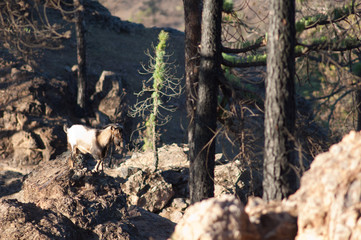 Male goat Capra aegagrus hircus in a burned forest of Canary Island pine Pinus canariensis. Integral Natural Reserve of Inagua. Gran Canaria. Canary Islands. Spain.